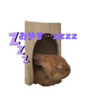 かわよいウサスター（個別スタンプ：7）