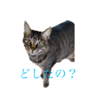 猫よりどりみどり（個別スタンプ：1）