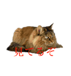 猫よりどりみどり（個別スタンプ：3）