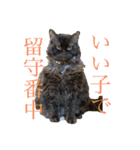 猫よりどりみどり（個別スタンプ：4）