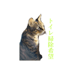 猫よりどりみどり（個別スタンプ：5）
