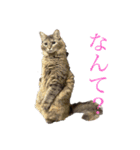 猫よりどりみどり（個別スタンプ：7）