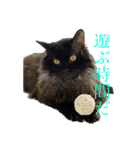 猫よりどりみどり（個別スタンプ：8）