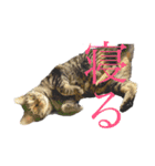 猫よりどりみどり（個別スタンプ：9）