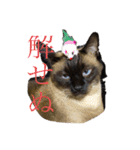 猫よりどりみどり（個別スタンプ：10）