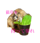 猫よりどりみどり（個別スタンプ：11）