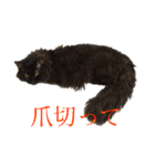 猫よりどりみどり（個別スタンプ：12）