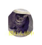 猫よりどりみどり（個別スタンプ：13）