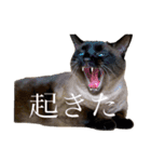 猫よりどりみどり（個別スタンプ：14）