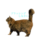 猫よりどりみどり（個別スタンプ：15）