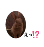 ミニレッキスうさぎ（個別スタンプ：3）
