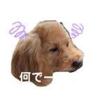 あーる＆じじの日常（個別スタンプ：26）