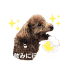 あーる＆じじの日常（個別スタンプ：40）