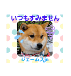 柴犬ジェームスjr3（個別スタンプ：4）