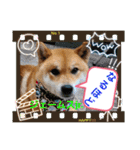 柴犬ジェームスjr3（個別スタンプ：8）