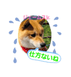 柴犬ジェームスjr3（個別スタンプ：10）