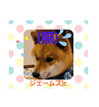 柴犬ジェームスjr3（個別スタンプ：11）