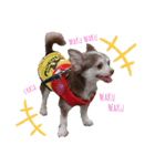 アンジュ＆茶太（個別スタンプ：12）