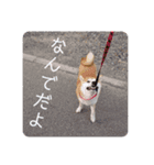 ひなのスタンプ〜母に捧ぐ〜（個別スタンプ：6）