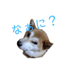 ひなのスタンプ〜母に捧ぐ〜（個別スタンプ：9）
