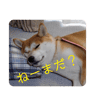 ひなのスタンプ〜母に捧ぐ〜（個別スタンプ：10）