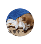 ひなのスタンプ〜母に捧ぐ〜（個別スタンプ：16）