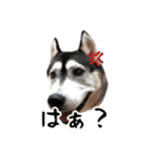 はっちゃん9ちゃんスタンプ（個別スタンプ：7）