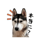 はっちゃん9ちゃんスタンプ（個別スタンプ：11）