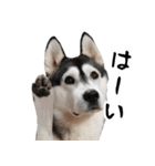 はっちゃん9ちゃんスタンプ（個別スタンプ：13）