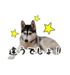 はっちゃん9ちゃんスタンプ（個別スタンプ：19）