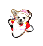 すむーすちわわのミニさん（個別スタンプ：8）