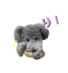 シルバー トイプードルのLEONちゃん（個別スタンプ：1）