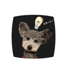 シルバー トイプードルのLEONちゃん（個別スタンプ：4）