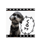 シルバー トイプードルのLEONちゃん（個別スタンプ：5）