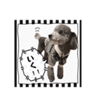 シルバー トイプードルのLEONちゃん（個別スタンプ：6）