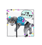 シルバー トイプードルのLEONちゃん（個別スタンプ：7）