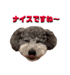 シルバー トイプードルのLEONちゃん（個別スタンプ：9）