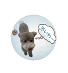 シルバー トイプードルのLEONちゃん（個別スタンプ：15）