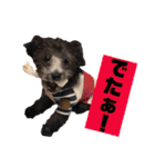 シルバー トイプードルのLEONちゃん（個別スタンプ：29）