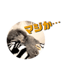 シルバー トイプードルのLEONちゃん（個別スタンプ：30）