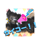 シルバー トイプードルのLEONちゃん（個別スタンプ：31）
