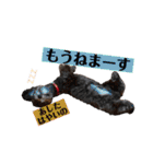 シルバー トイプードルのLEONちゃん（個別スタンプ：35）