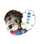 シルバー トイプードルのLEONちゃん（個別スタンプ：37）