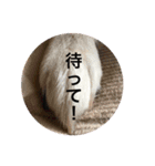 黒柴風MIX  むぎ（個別スタンプ：6）