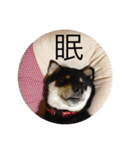 黒柴風MIX  むぎ（個別スタンプ：11）