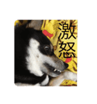 黒柴風MIX  むぎ（個別スタンプ：12）
