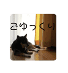 黒柴風MIX  むぎ（個別スタンプ：13）