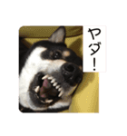 黒柴風MIX  むぎ（個別スタンプ：14）