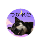 黒柴風MIX  むぎ（個別スタンプ：16）