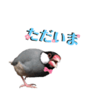 文鳥ズ【まとめ】（個別スタンプ：5）